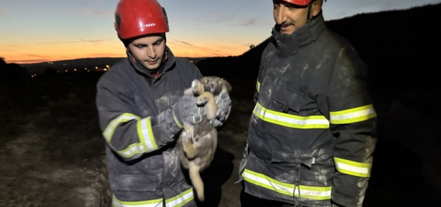 2 yavru köpek saatler süren operasyonla kurtarıldı