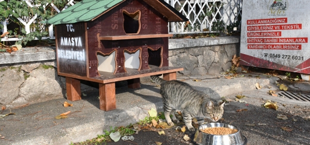 Amasya Belediyesi’nden 20 noktaya kedi evi