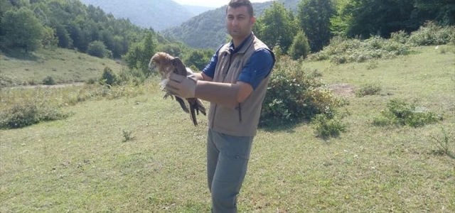 Avladığı yılanı bütün yutarak boğulma tehlikesi geçiren kartalın tedavisi tamamlandı