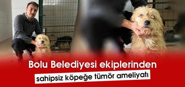 Bolu Belediyesi ekiplerinden sahipsiz köpeğe tümör ameliyatı