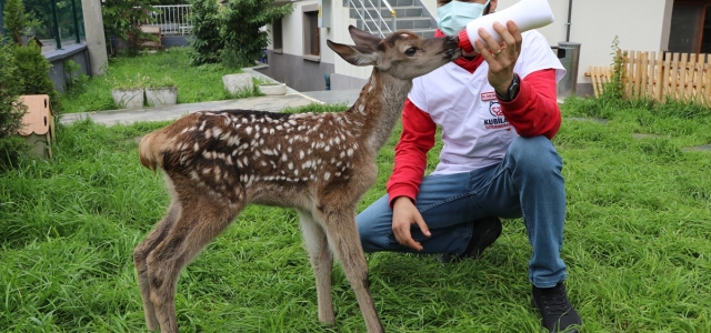 Bolu'da bitkin halde bulunan geyik yavrusu biberonla beslendi