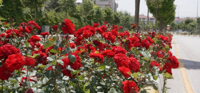 Çorum, Gül Bahçesine Dönüyor