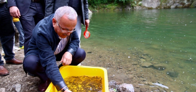 Curi Deresi Havzası’na kırmızı benekli alabalık yavrusu bırakıldı