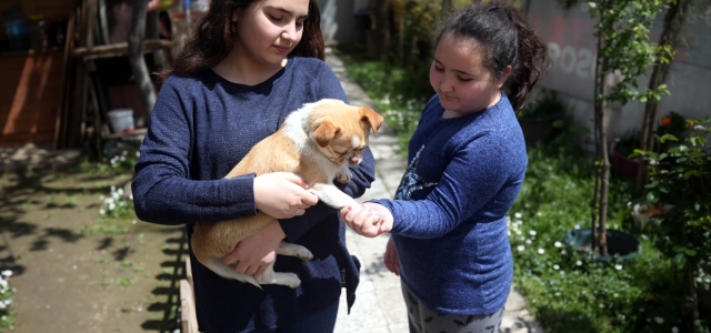 Düzce'de kaybolduğu sanılan köpeğin güvenlik kamerası kayıtlarında çalındığı ortaya çıktı