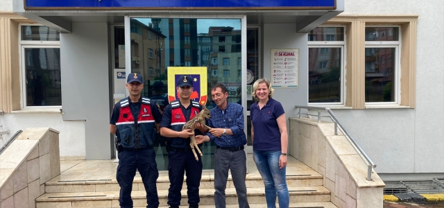 Giresun'da bulunan yavru karaca koruma altına alındı