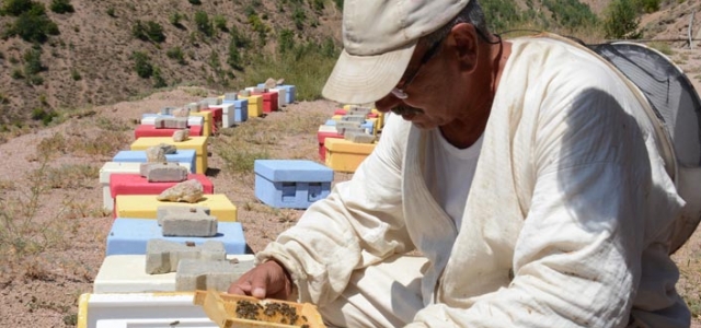 Gümüşhane’de bal verimi son 10 yılın en düşük seviyesinde