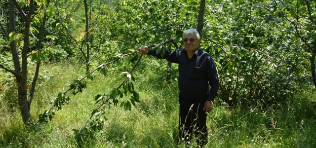 İnebolu ilçesinde ayılar köylerdeki meyve ağaçlarına zarar verdi