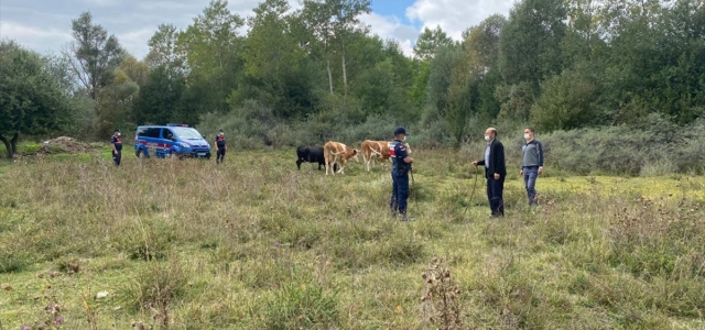 Kastamonu'da jandarma kaybolan hayvanları bularak sahibine teslim etti