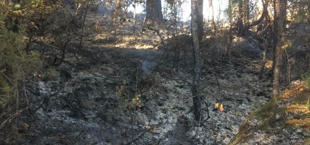 Kastamonu'da orman ve anız yangınları