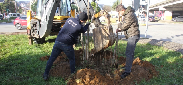 Kavşaklara, Parklara Ve Şehirdeki Boş Alanlara Fındık Ocakları Dikiliyor