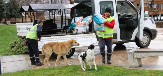 Ordu'da sokak hayvanlarının beslenmesi için tedbir alındı