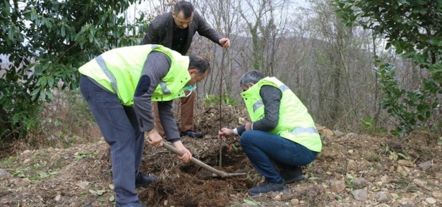 Ordu'da taflan ve ıhlamur fidanları toprakla buluştu