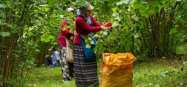 Ordu’nun Parası Ordu’da Kalıyor