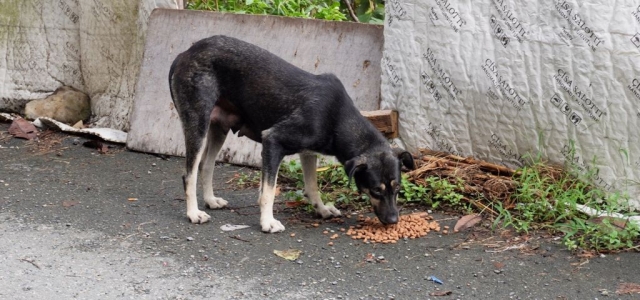 Sahipsiz köpeklere karşı önlem almak amacıyla yeni bir kampanya başladı