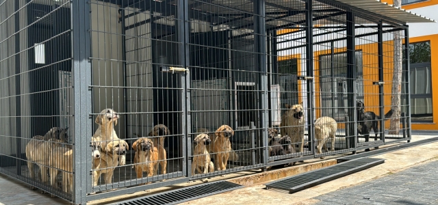 Sahipsiz Sokak Hayvanları Düzenlemesinde Çorum Bir Adım Önde