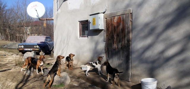 Sokak köpeklerine sıcak yuva sunmak için köyden ayrılmadı