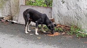 Sahipsiz köpeklere karşı önlem almak amacıyla yeni bir kampanya başladı