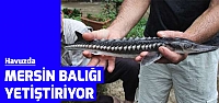 Havuzda 'Mersin balığı' yetiştiriyor