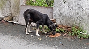 Sahipsiz köpeklere karşı önlem almak amacıyla yeni bir kampanya başladı