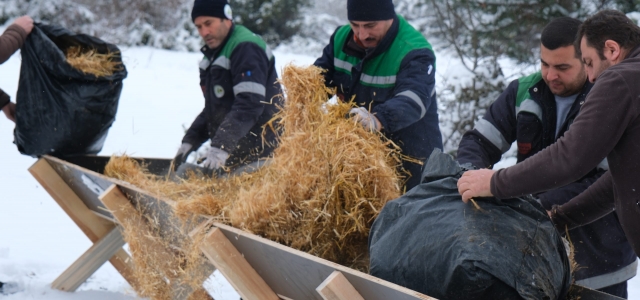 Yılkı atları için Bolu Belediyesi ekipleri harekete geçti